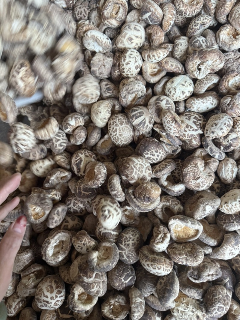 包邮无脚花菇4-5厘米大花菇2026花菇泌阳花菇干香菇