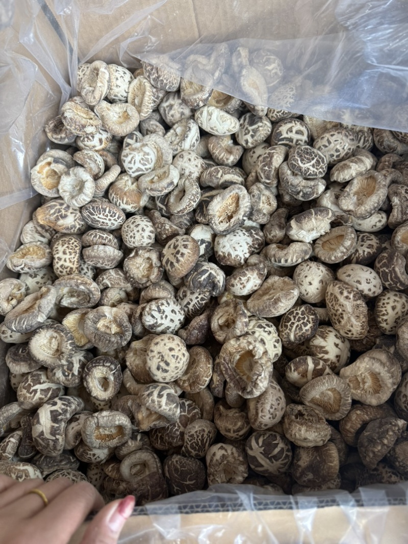 包邮无脚花菇4-5厘米大花菇2026花菇泌阳花菇干香菇