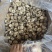 包邮无脚花菇4-5厘米大花菇2026花菇泌阳花菇干香菇