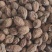 益智仁新货益智无硫水洗货批发各种香料