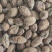 益智仁新货益智无硫水洗货批发各种香料