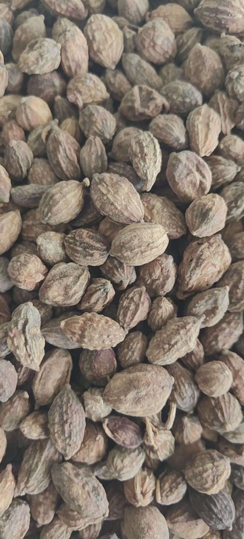 益智仁新货益智无硫水洗货批发各种香料