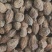 益智仁新货益智无硫水洗货批发各种香料
