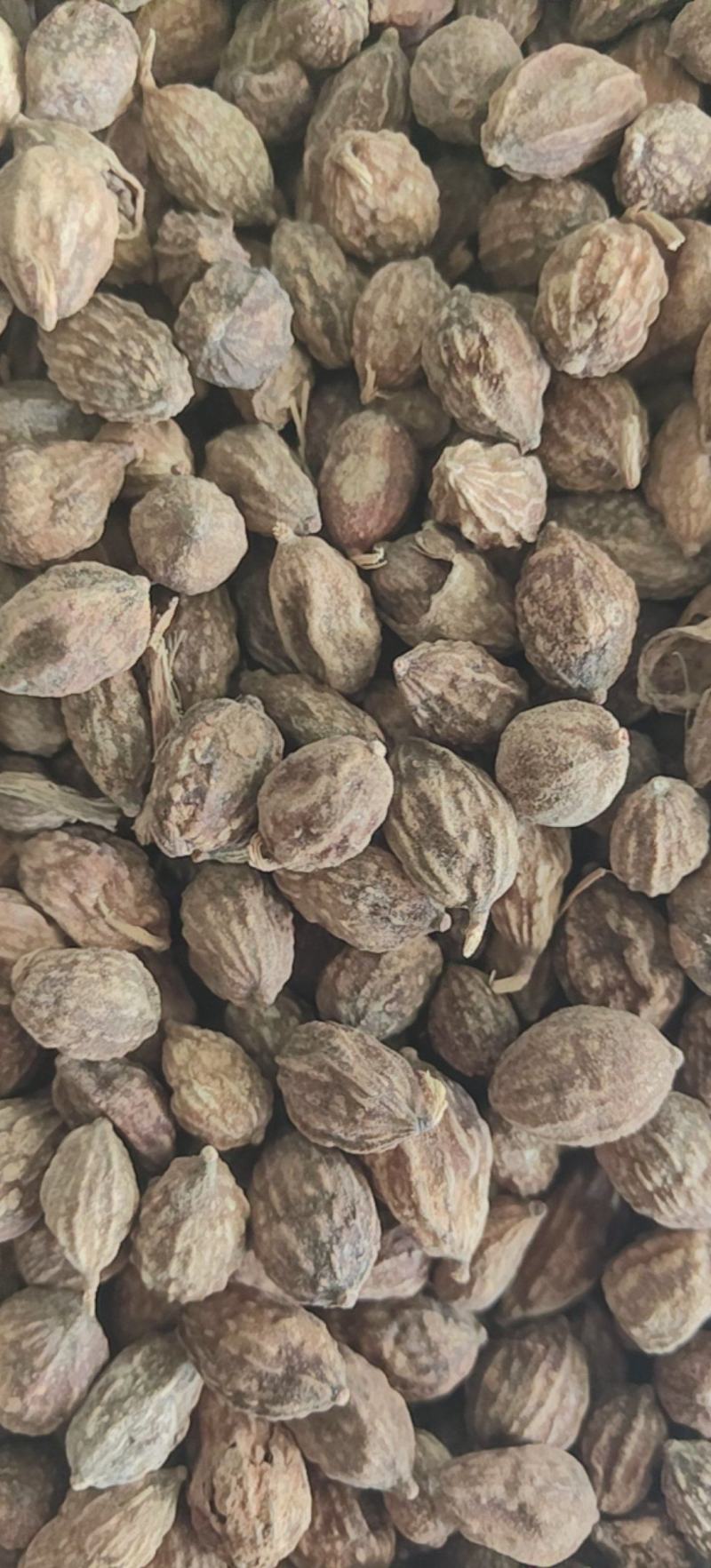 益智仁新货益智无硫水洗货批发各种香料