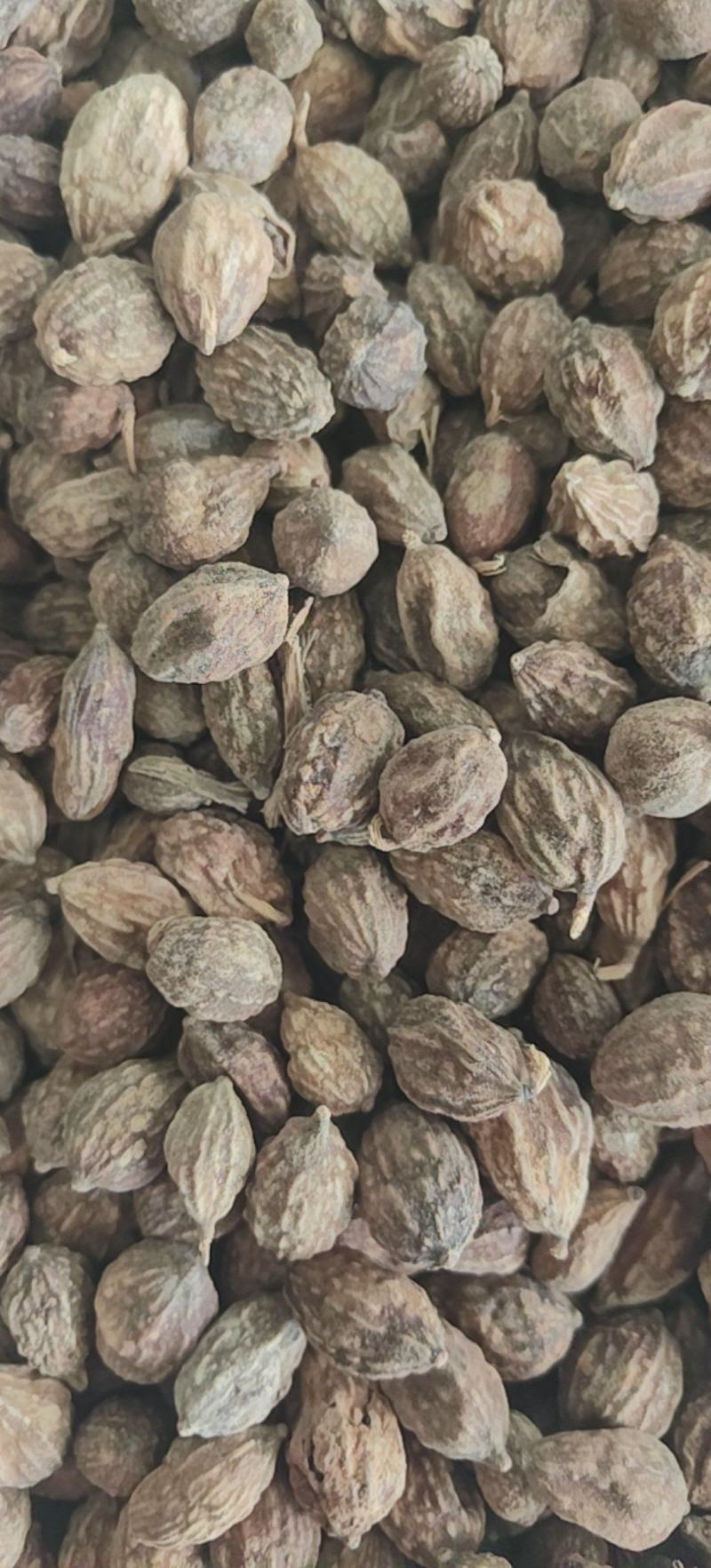 益智仁新货益智无硫水洗货批发各种香料