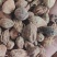 益智仁新货益智无硫水洗货批发各种香料