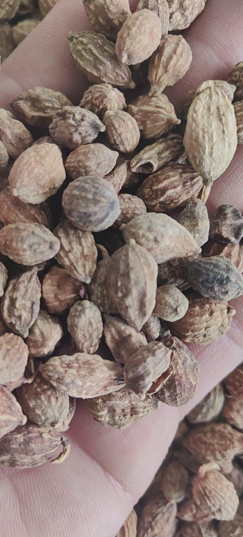 益智仁新货益智无硫水洗货批发各种香料