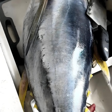 金枪鱼