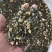 浙江茉莉绿茶