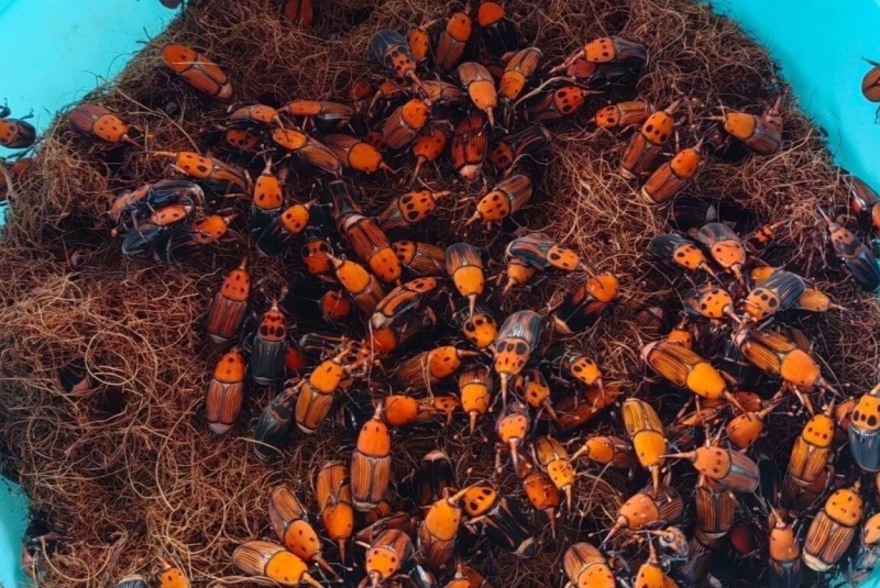 竹笋虫新虫苗