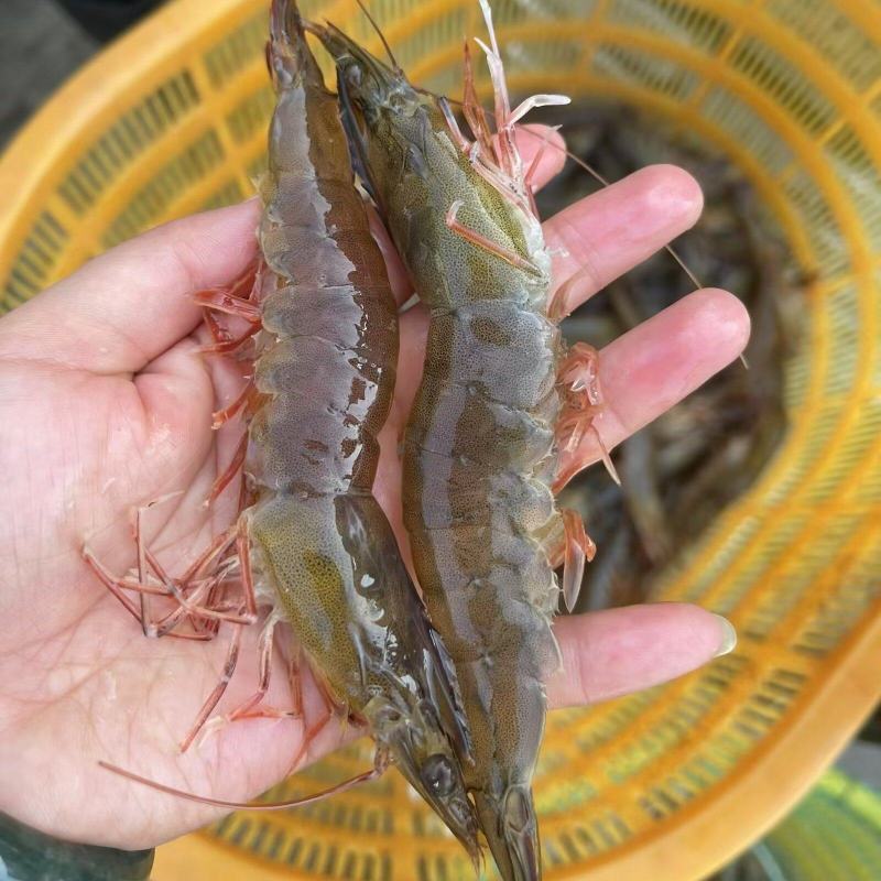 鲜活对虾