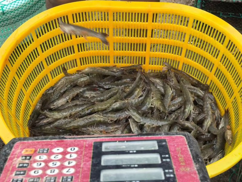 鲜活对虾
