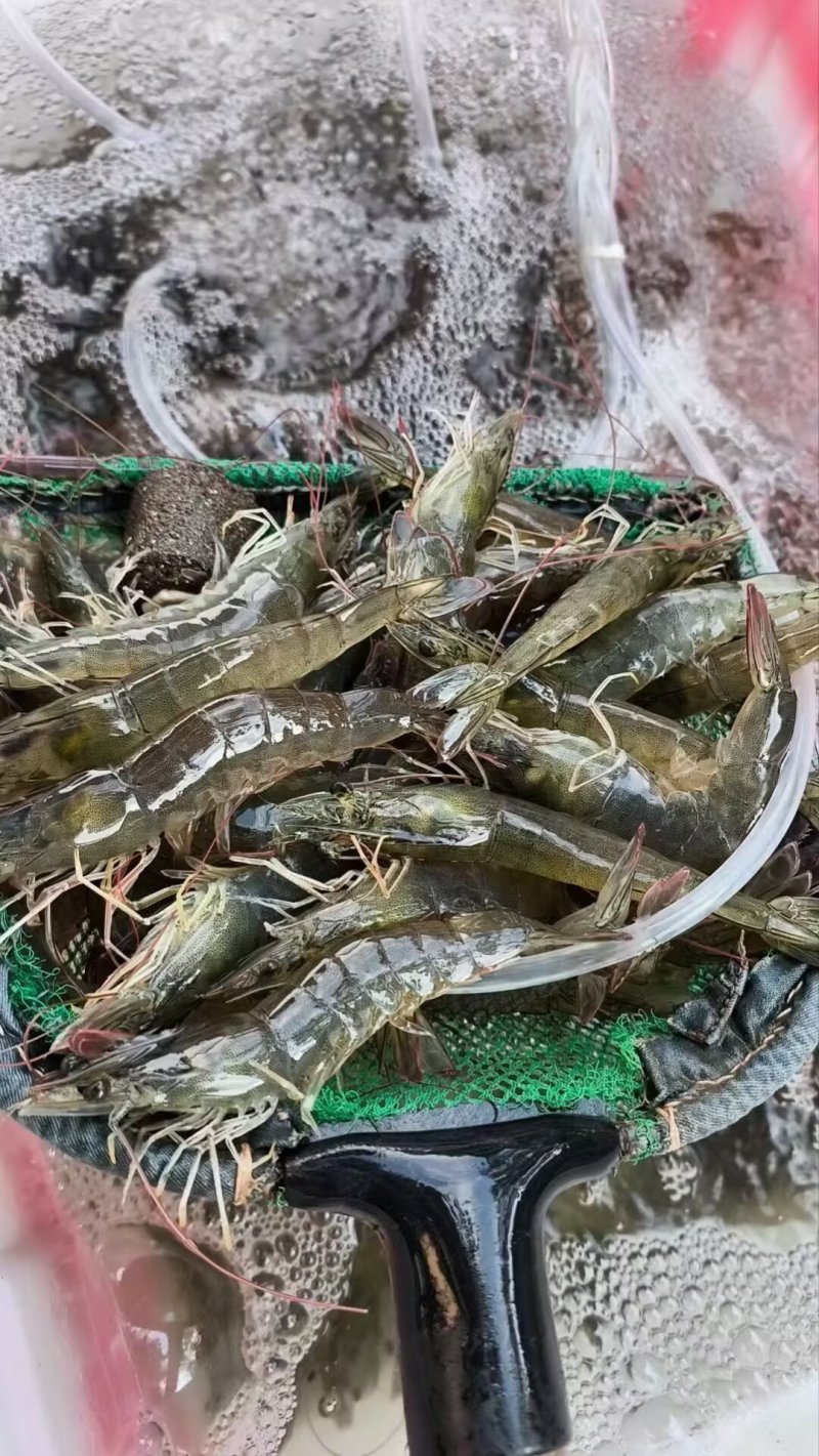 鲜活对虾