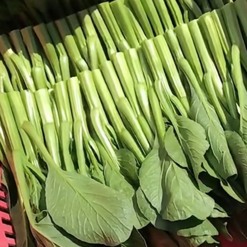 速生25天四季菜心种子广东四九甜脆菜心耐热油青耐高温农家