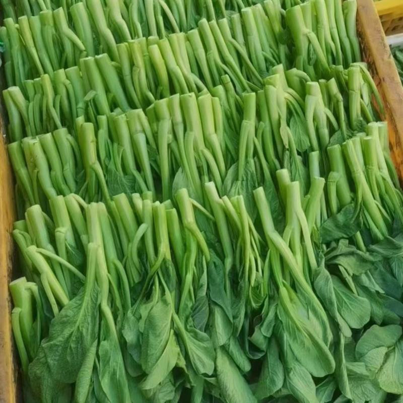 速生25天四季菜心种子广东四九甜脆菜心耐热油青耐高温农家