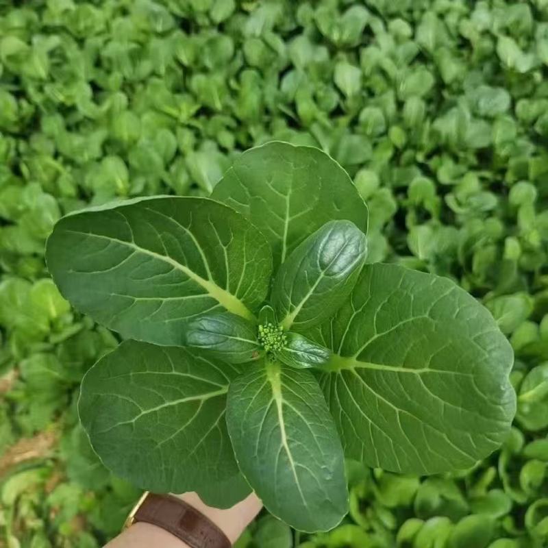速生25天四季菜心种子广东四九甜脆菜心耐热油青耐高温农家