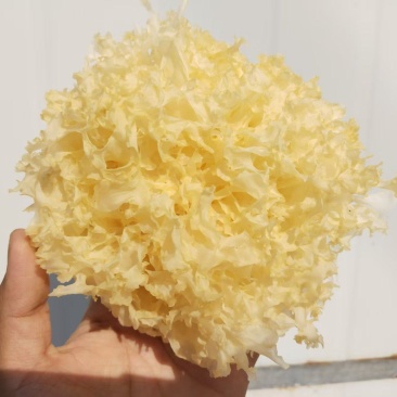 山东银耳种植源头工厂
