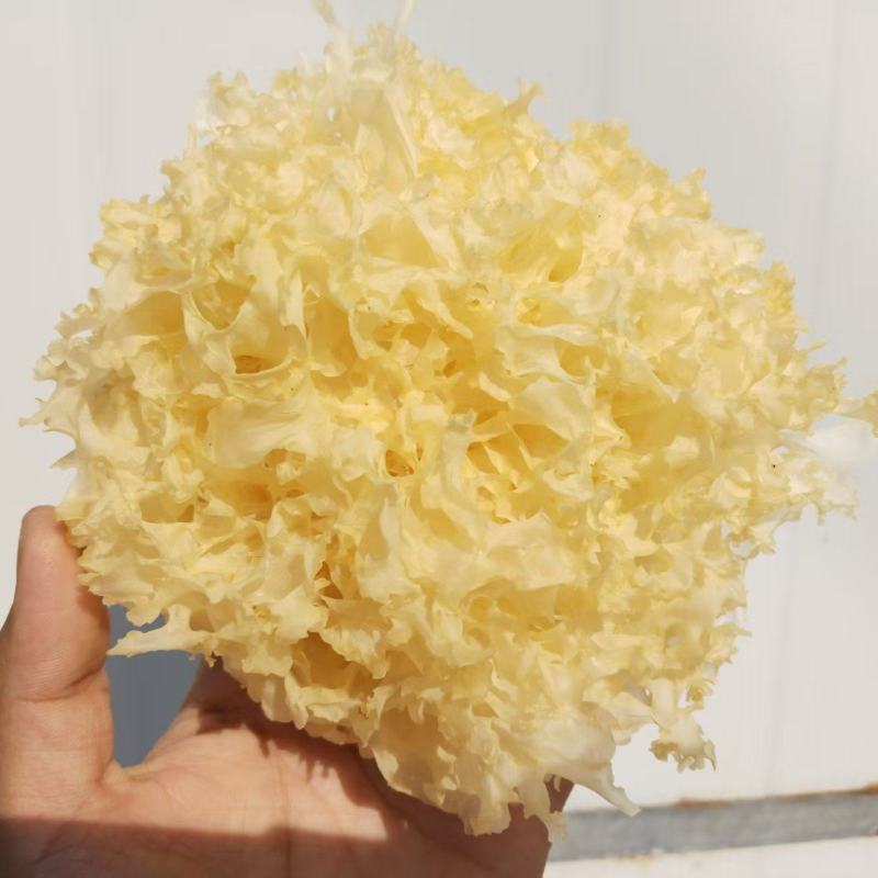 山东银耳种植源头工厂