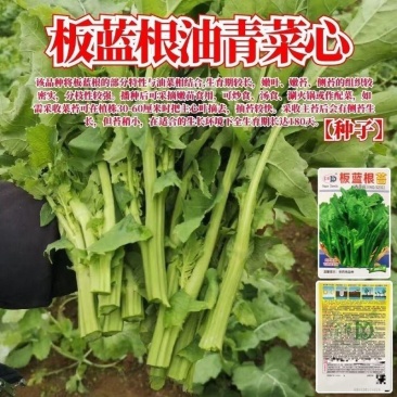 正宗板蓝根青菜种子高产可食用绿叶油菜苔种子家庭春夏蔬菜种
