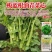 正宗板蓝根青菜种子高产可食用绿叶油菜苔种子家庭春夏蔬菜种