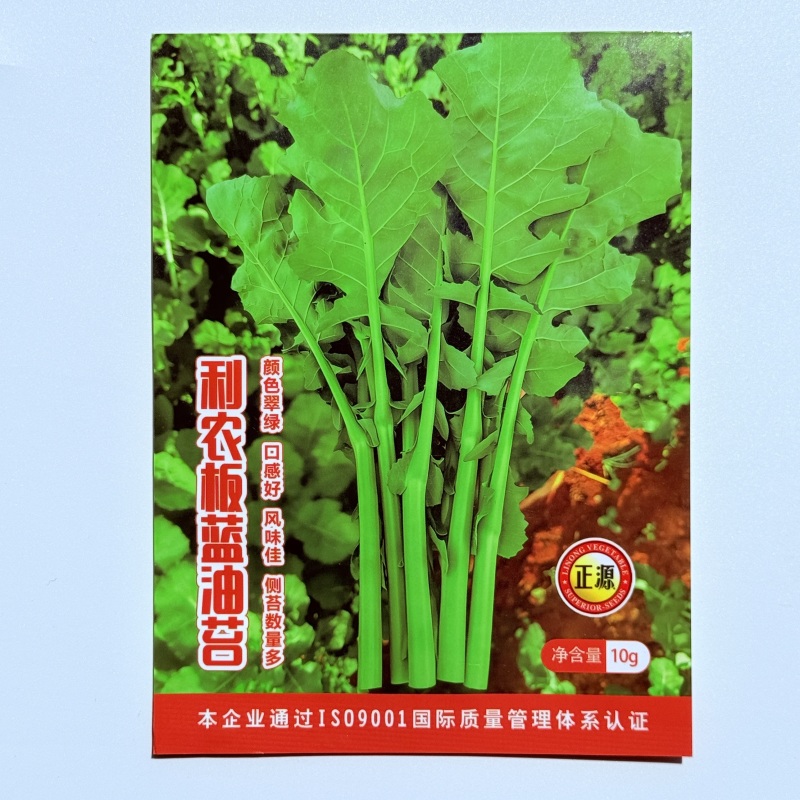 正宗板蓝根青菜种子高产可食用绿叶油菜苔种子家庭春夏蔬菜种