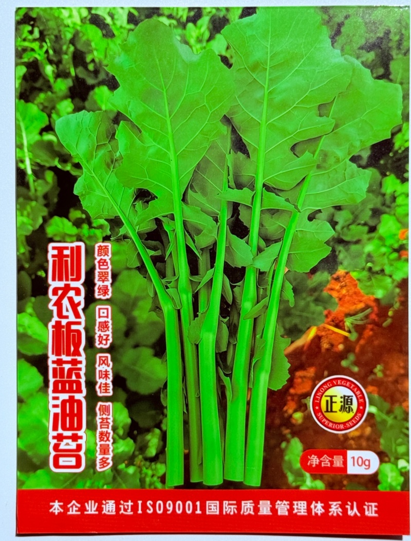 正宗板蓝根青菜种子高产可食用绿叶油菜苔种子家庭春夏蔬菜种
