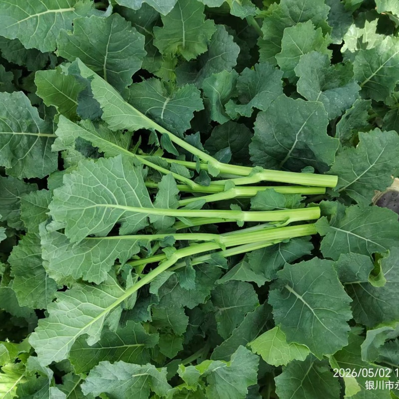 正宗板蓝根青菜种子高产可食用绿叶油菜苔种子家庭春夏蔬菜种