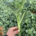 正宗板蓝根青菜种子高产可食用绿叶油菜苔种子家庭春夏蔬菜种