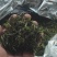 无公害好茶，清明之后采摘的，反正喝起来香味足，甜丝丝的