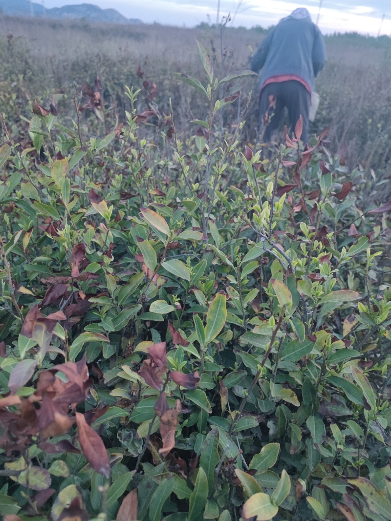 无公害好茶，清明之后采摘的，反正喝起来香味足，甜丝丝的