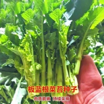 正宗板蓝根青菜种子高产脆嫩好吃油菜苔种子家庭庭院春夏蔬菜