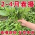正宗板蓝根青菜种子高产脆嫩好吃油菜苔种子家庭庭院春夏蔬菜