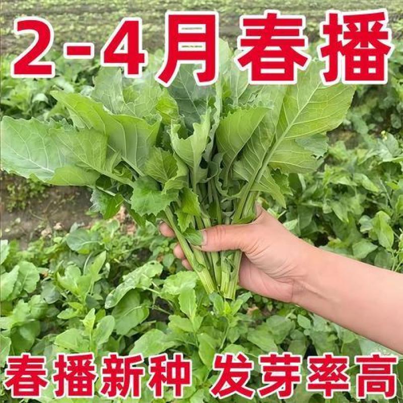 正宗板蓝根青菜种子高产脆嫩好吃油菜苔种子家庭庭院春夏蔬菜