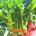 正宗板蓝根青菜种子高产脆嫩好吃油菜苔种子家庭庭院春夏蔬菜