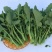 正宗板蓝根青菜种子高产脆嫩好吃油菜苔种子家庭庭院春夏蔬菜