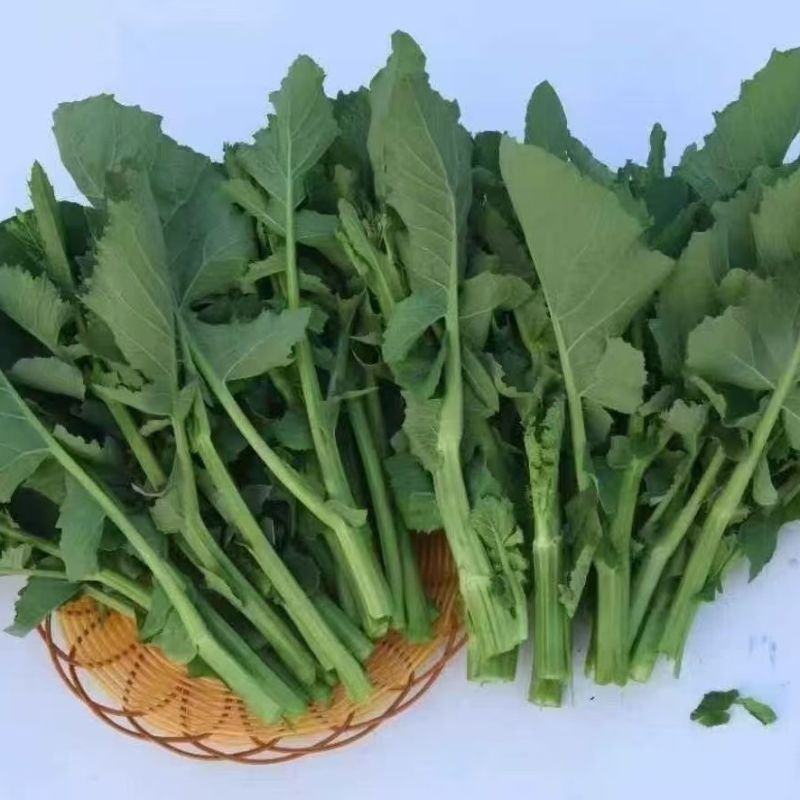 正宗板蓝根青菜种子高产脆嫩好吃油菜苔种子家庭庭院春夏蔬菜