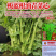正宗板蓝根青菜种子高产脆嫩好吃油菜苔种子家庭庭院春夏蔬菜