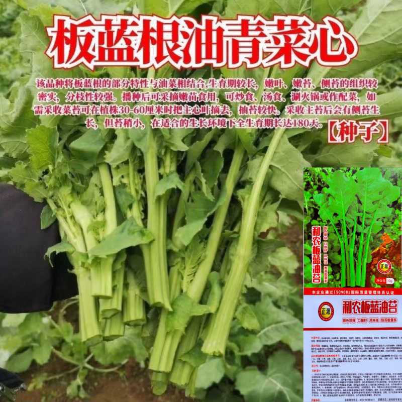 正宗板蓝根青菜种子高产脆嫩好吃油菜苔种子家庭庭院春夏蔬菜