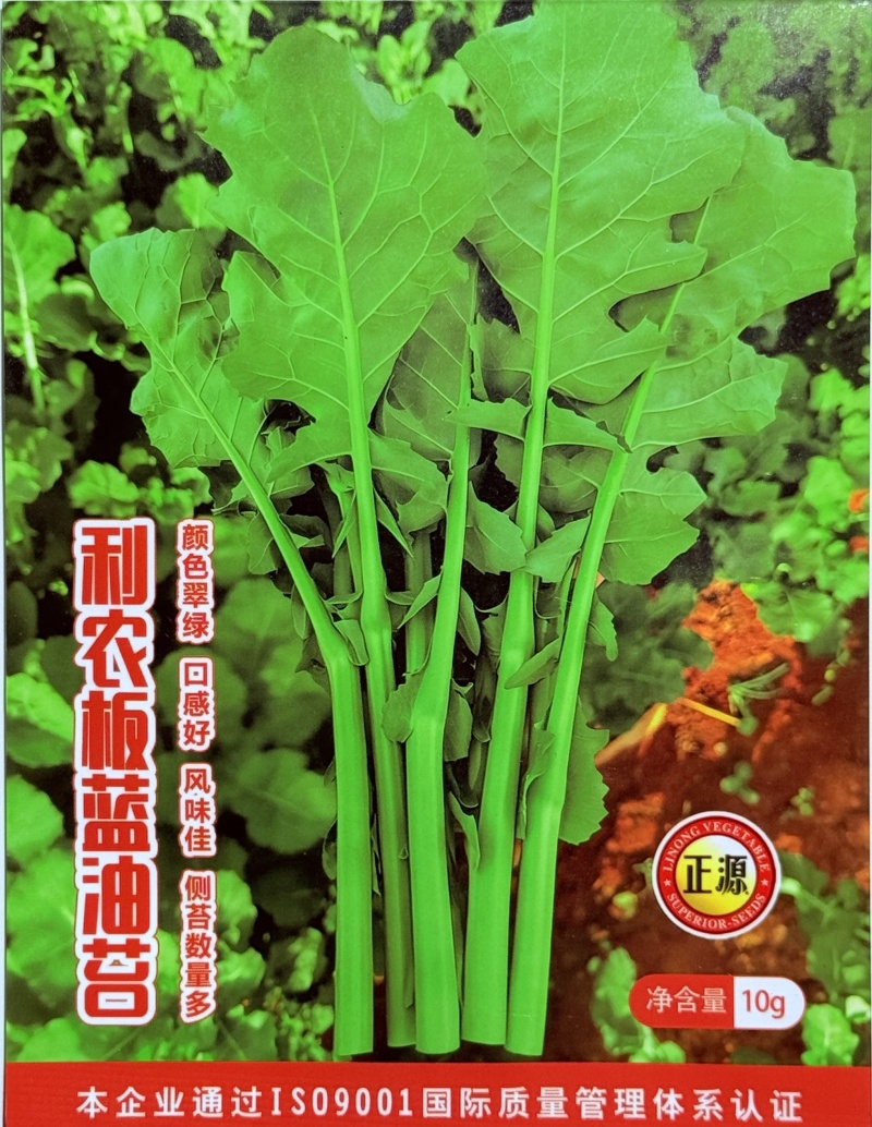 正宗板蓝根青菜种子高产脆嫩好吃油菜苔种子家庭庭院春夏蔬菜