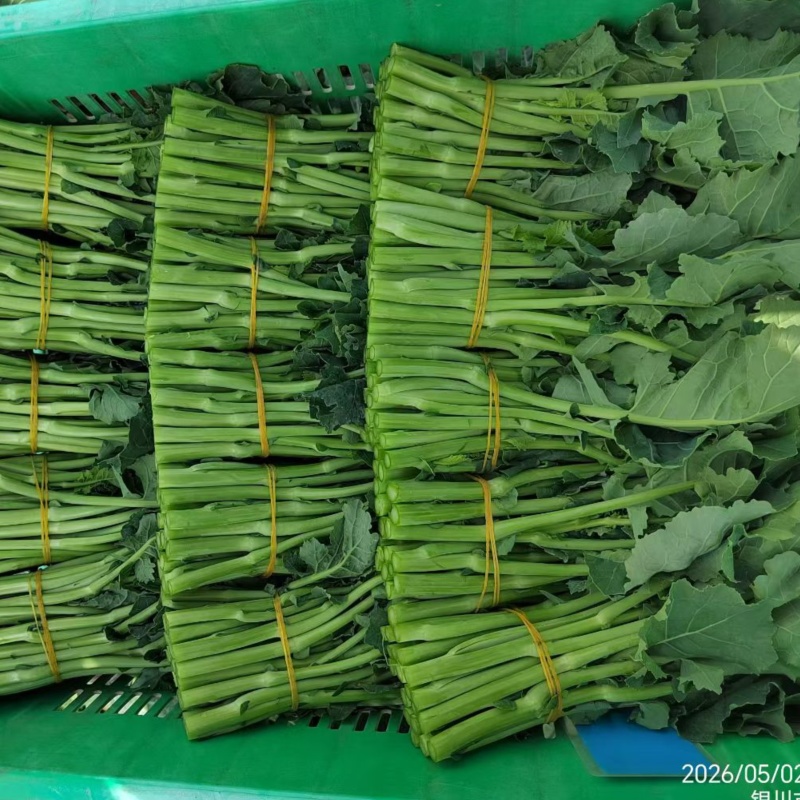 正宗板蓝根青菜种子高产脆嫩好吃油菜苔种子家庭庭院春夏蔬菜