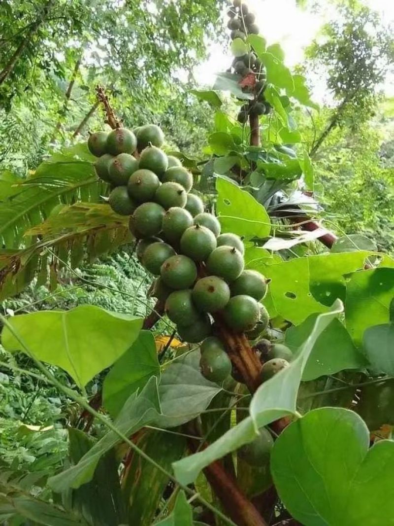 草扣
