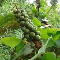 豆草寇
