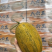 新疆喀什伽师八六王产地直供品种齐全对接全国