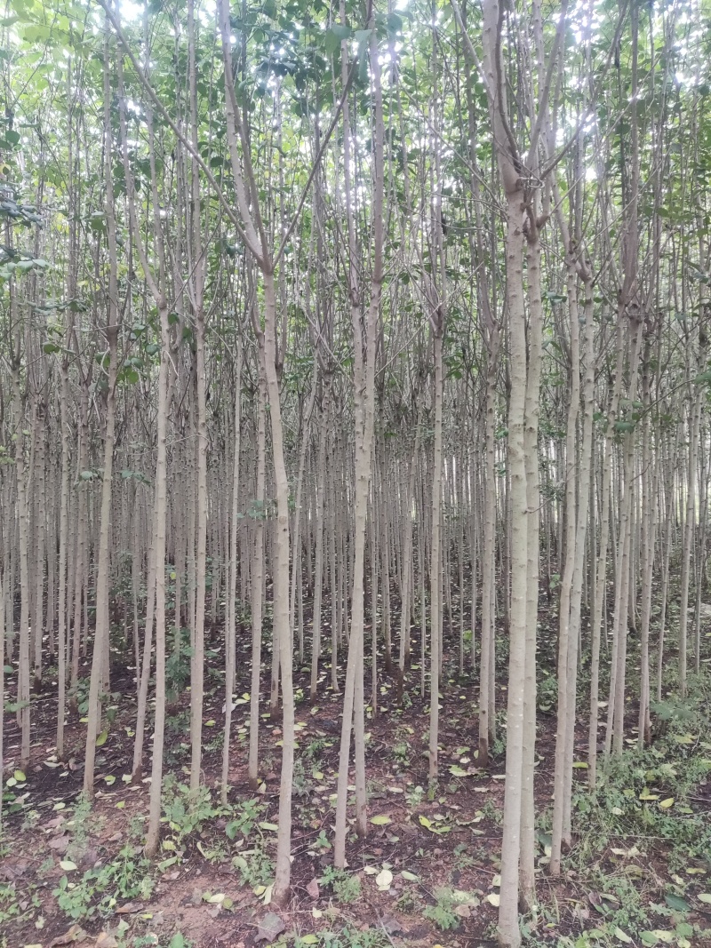 杜仲树2-5公分，欢迎致电