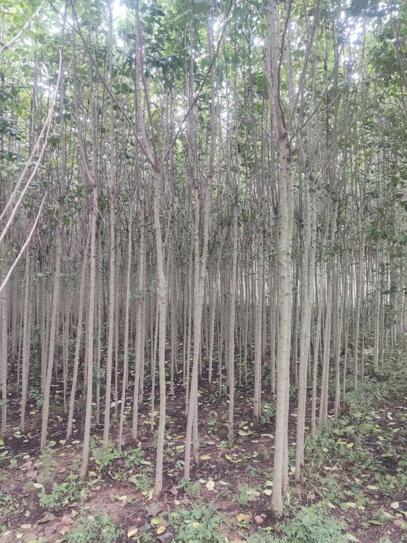 杜仲树2-5公分，欢迎致电