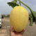 新疆产地金色年华伽师八六王西州蜜产地直发