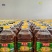源头厂家直销河南省漯河市大豆油菜籽油品质保证^_^