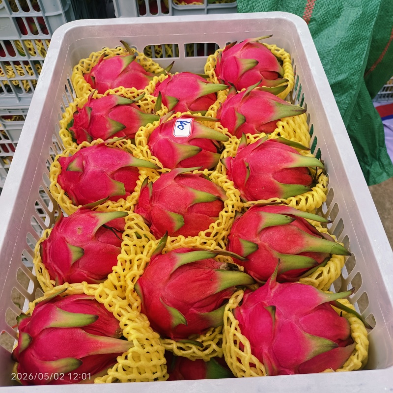 广东红心火龙果大量上市，货源充足产地直发，服务周到