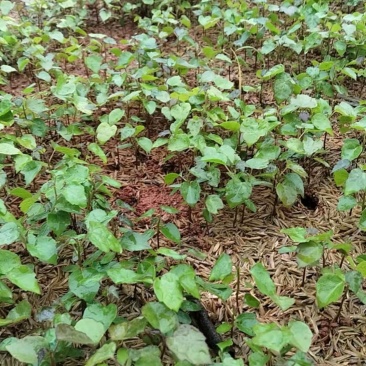 枫香芽苗邹家苗圃基地大量供应芽苗质量保证长期稳定可靠供应