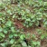 枫香芽苗邹家苗圃基地大量供应芽苗质量保证长期稳定可靠供应